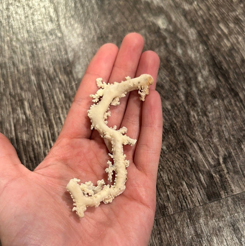 Ultra RARE Vintage Ivory Peach Stylaster Coral - 3.5"x1.25"x0.75" - coralLoving Coastal Living