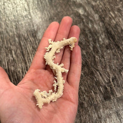 Ultra RARE Vintage Ivory Peach Stylaster Coral - 3.5