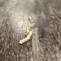 Ultra RARE Vintage Ivory Peach Stylaster Coral - 3.5