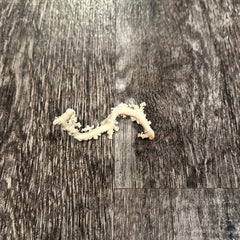 Ultra RARE Vintage Ivory Peach Stylaster Coral - 3.5