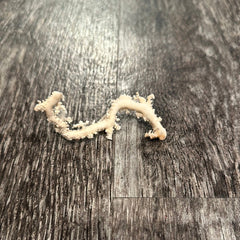 Ultra RARE Vintage Ivory Peach Stylaster Coral - 3.5