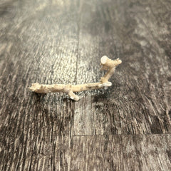 Ultra RARE Vintage Ivory Peach Stylaster Coral - 3.5