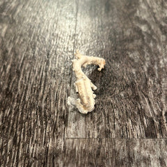 Ultra RARE Vintage Ivory Peach Stylaster Coral - 3.5
