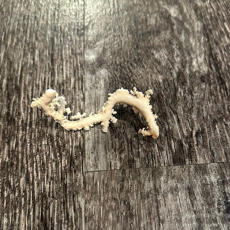 Ultra RARE Vintage Ivory Peach Stylaster Coral - 3.5"x1.25"x0.75" - coralLoving Coastal Living