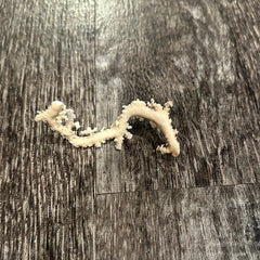Ultra RARE Vintage Ivory Peach Stylaster Coral - 3.5