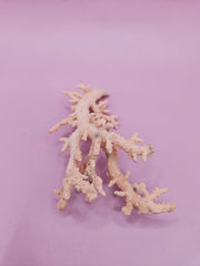Ultra RARE Vintage Ivory Peach Stylaster Coral - 3.5