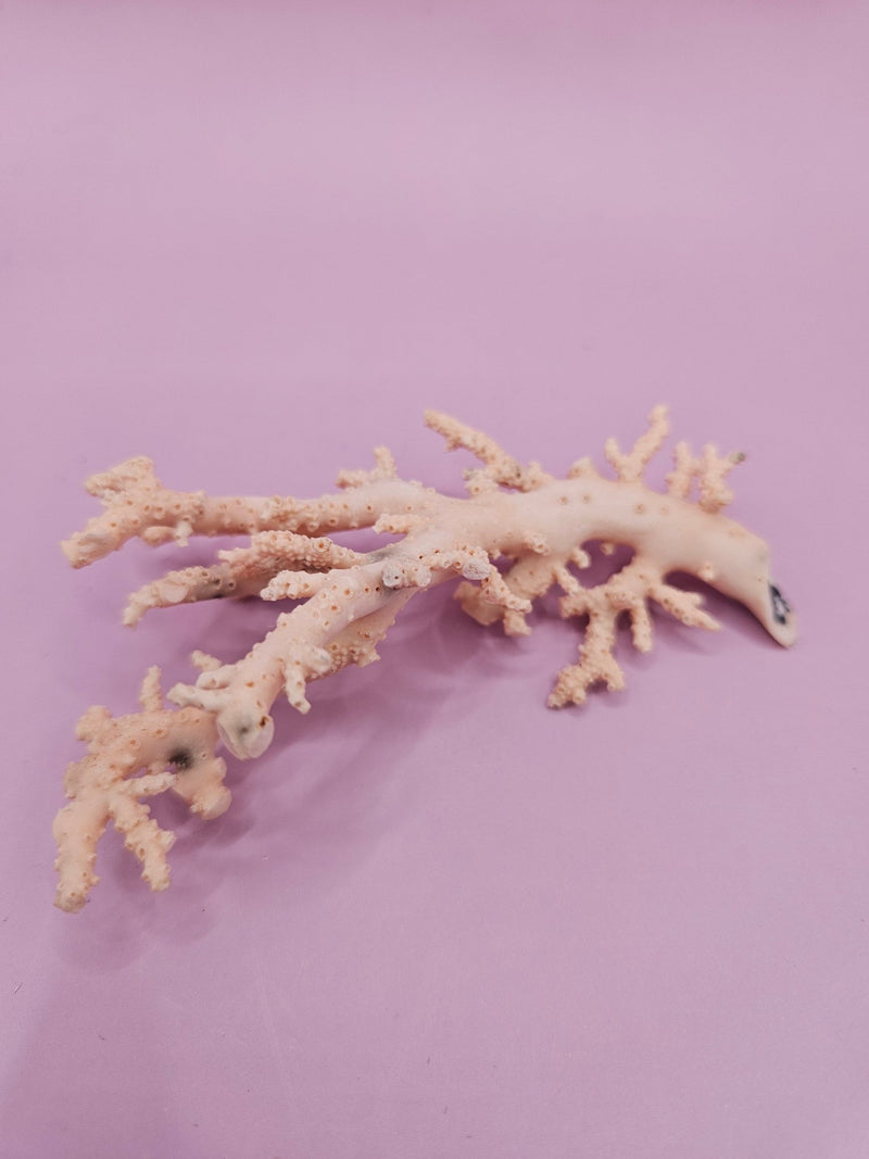Ultra RARE Vintage Ivory Peach Stylaster Coral - 3.5"x2"x1" - coralLoving Coastal Living