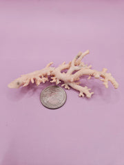 Ultra RARE Vintage Ivory Peach Stylaster Coral - 3.5