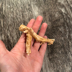 Ultra RARE Vintage Ivory Peach Stylaster Coral - 3.5