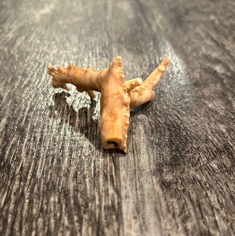 Ultra RARE Vintage Ivory Peach Stylaster Coral - 3.5"x3"x2" - coralLoving Coastal Living