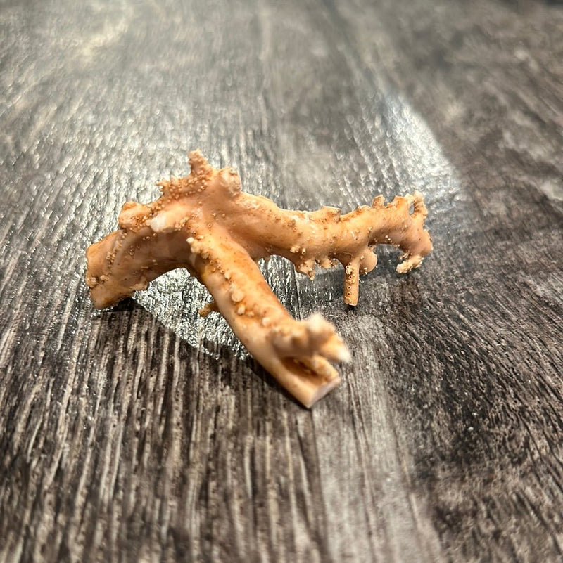 Ultra RARE Vintage Ivory Peach Stylaster Coral - 3.5"x3"x2" - coralLoving Coastal Living