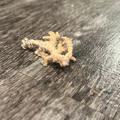 Ultra RARE Vintage Ivory Peach Stylaster Coral - 3.75