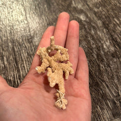 Ultra RARE Vintage Ivory Peach Stylaster Coral - 3.75