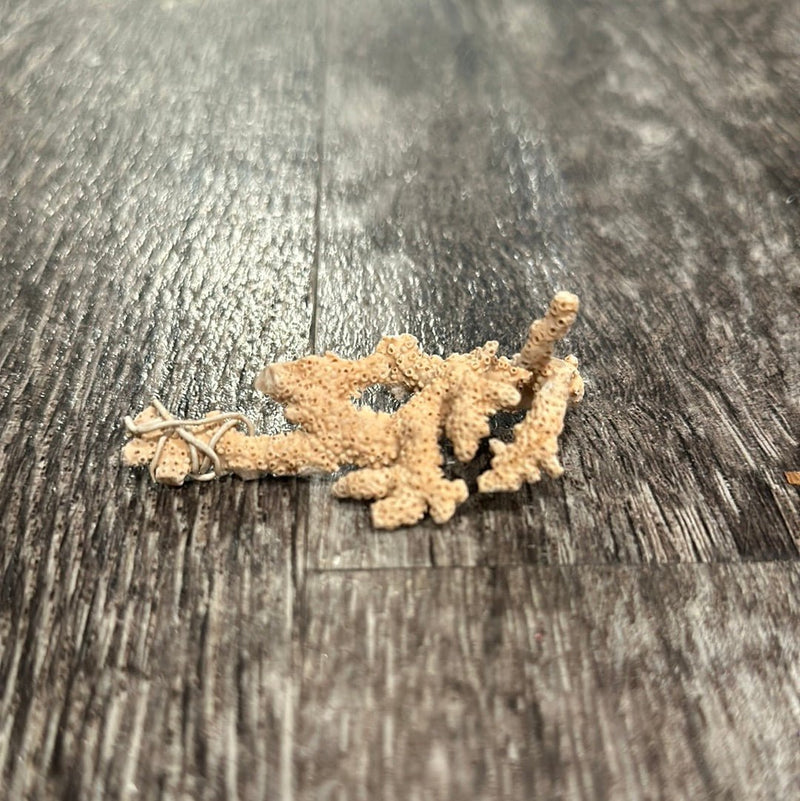 Ultra RARE Vintage Ivory Peach Stylaster Coral - 3.75"x1.5"x1" - coralLoving Coastal Living
