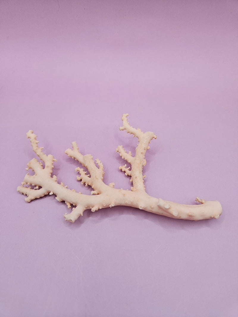 Ultra RARE Vintage Ivory Peach Stylaster Coral - 4.75"x3"x1" - coralLoving Coastal Living