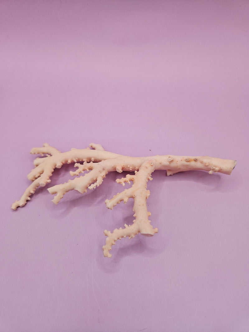 Ultra RARE Vintage Ivory Peach Stylaster Coral - 4.75"x3"x1" - coralLoving Coastal Living