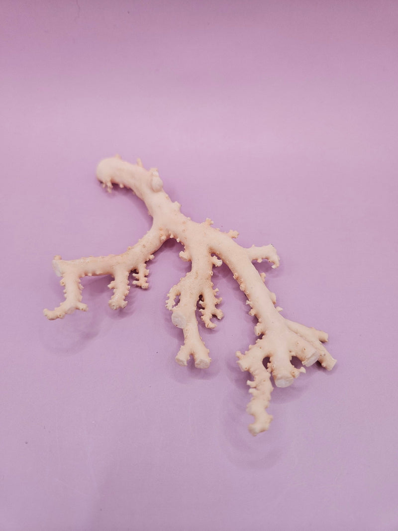 Ultra RARE Vintage Ivory Peach Stylaster Coral - 4.75"x3"x1" - coralLoving Coastal Living