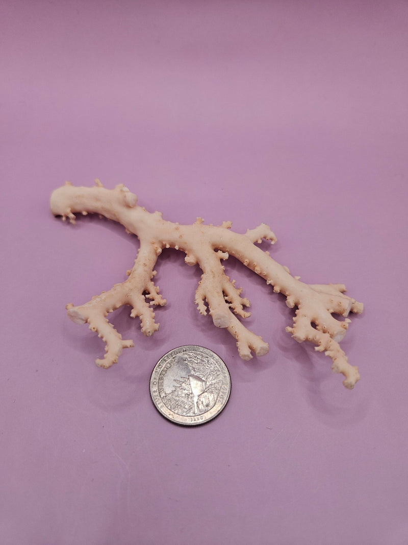 Ultra RARE Vintage Ivory Peach Stylaster Coral - 4.75"x3"x1" - coralLoving Coastal Living
