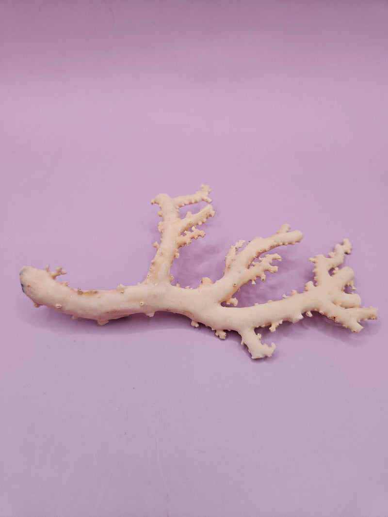 Ultra RARE Vintage Ivory Peach Stylaster Coral - 4.75"x3"x1" - coralLoving Coastal Living