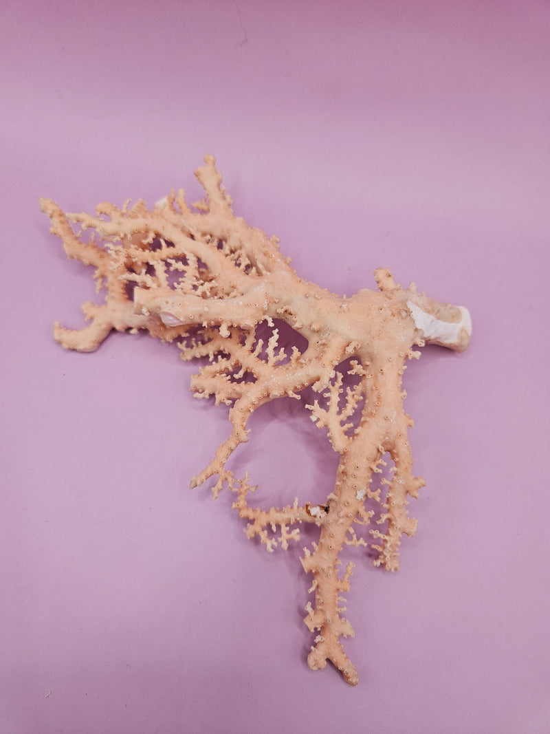 Ultra RARE Vintage Ivory Peach Stylaster Coral - 5.5"x7"x1" - coralLoving Coastal Living
