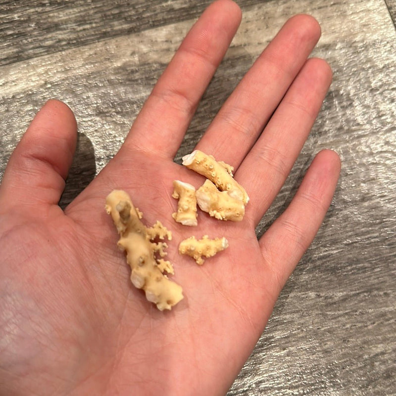 Ultra RARE Vintage Ivory Peach Stylaster Coral Pieces - coralLoving Coastal Living