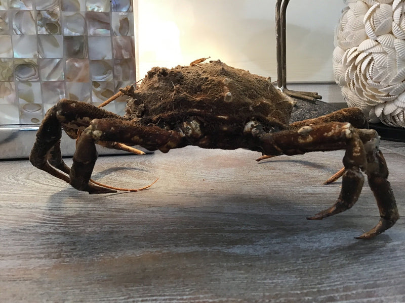 Vintage 1960s Taxidermy Spiny Crab 8" - Loving Coastal Living