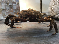 Vintage 1960s Taxidermy Spiny Crab 8