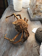 Vintage 1960s Taxidermy Spiny Crab 8