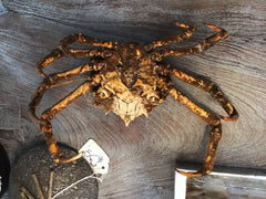 Vintage 1960s Taxidermy Spiny Crab 8