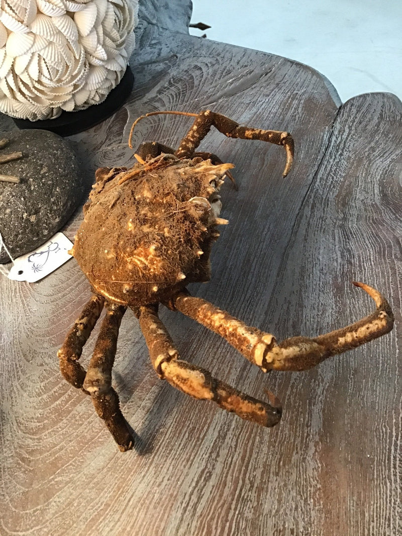 Vintage 1960s Taxidermy Spiny Crab 8" - Loving Coastal Living