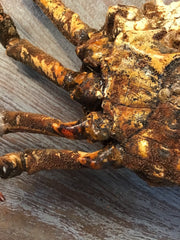 Vintage 1960s Taxidermy Spiny Crab 8