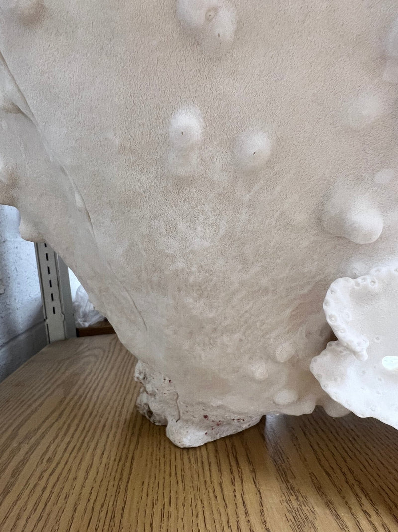 Vintage Black Cup Coral - 25" - coralTideline