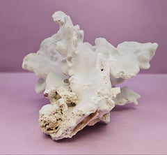 Vintage Blue Ridge Coral - 6