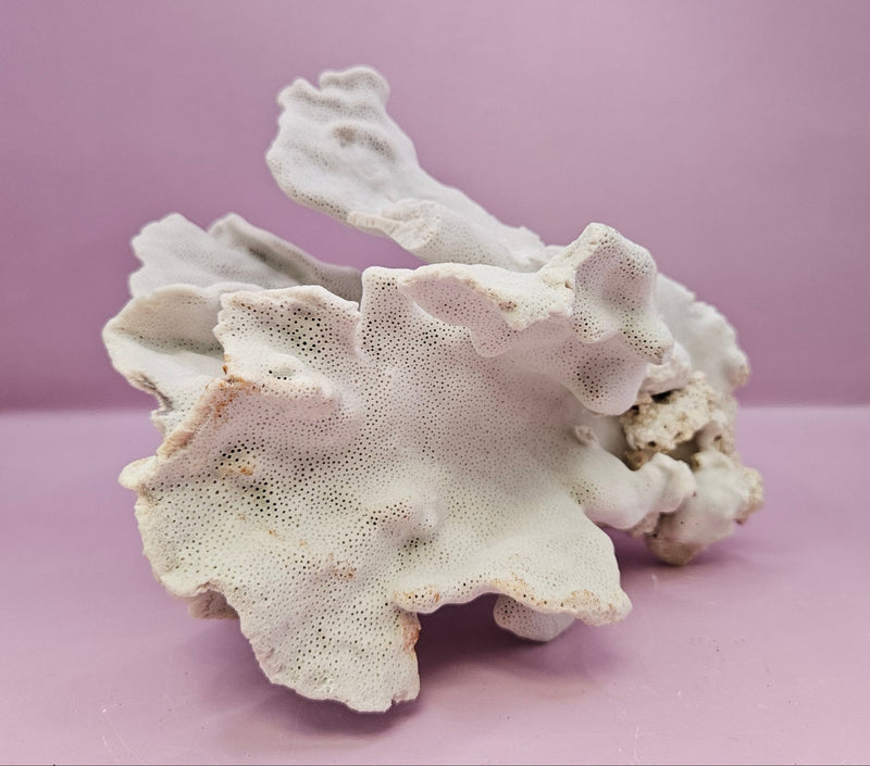 Vintage Blue Ridge Coral - 6"x5.5" Natural Coastal Décor Accent - coralLoving Coastal Living