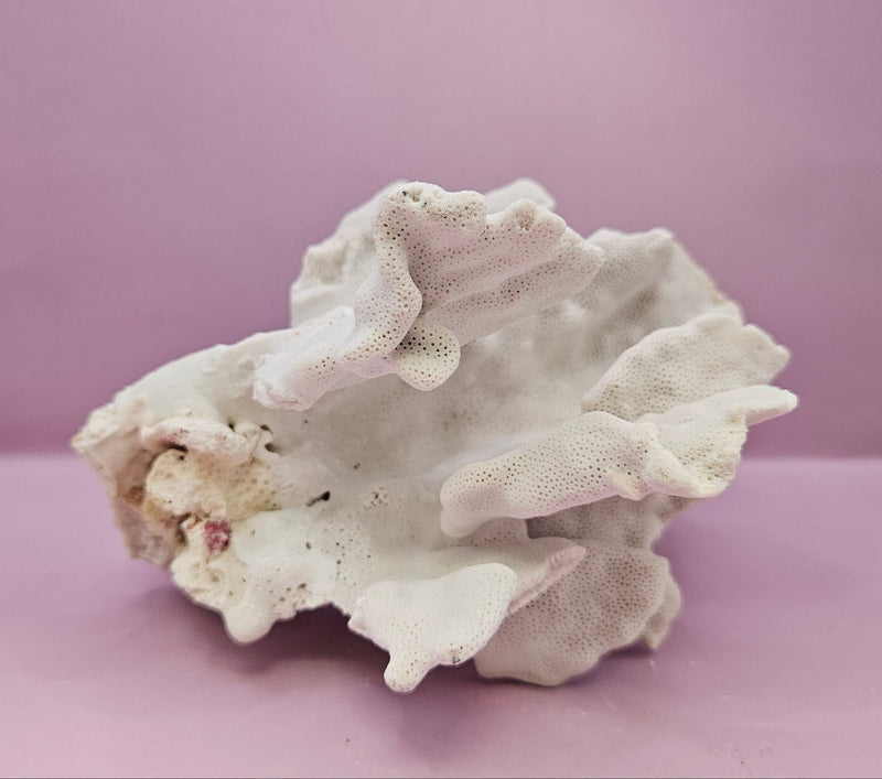 Vintage Blue Ridge Coral - 6"x5.5" Natural Coastal Décor Accent - coralLoving Coastal Living