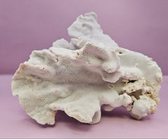 Vintage Blue Ridge Coral - 6