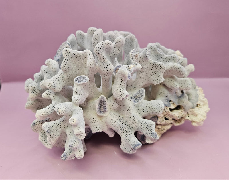 Vintage Blue Ridge Coral - 7.5"x6.5" Natural Coastal Décor Accent - coralLoving Coastal Living