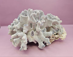 Vintage Blue Ridge Coral - 7.5