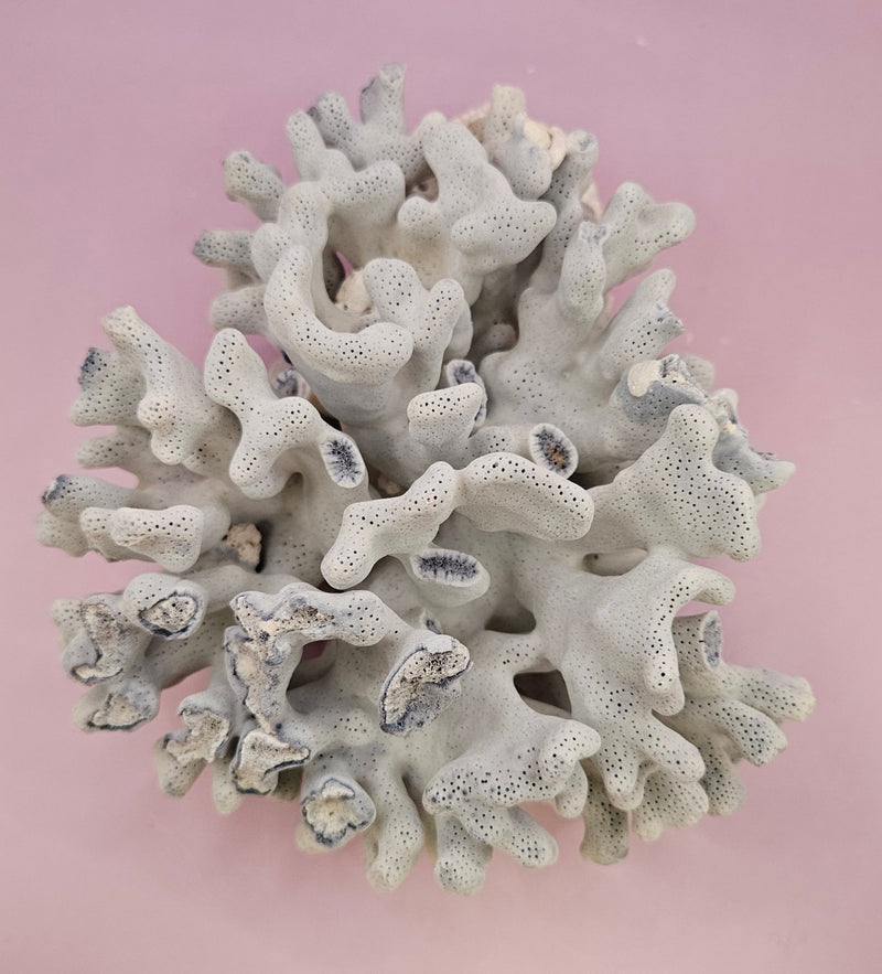 Vintage Blue Ridge Coral - 7.5"x6.5" Natural Coastal Décor Accent - coralLoving Coastal Living