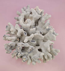 Vintage Blue Ridge Coral - 7.5