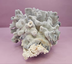 Vintage Blue Ridge Coral - 7.5