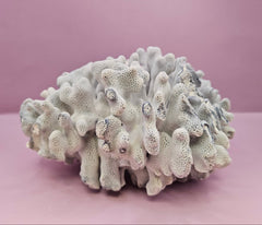 Vintage Blue Ridge Coral - 7.5