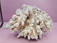 Vintage Blue Ridge Coral - 7.75