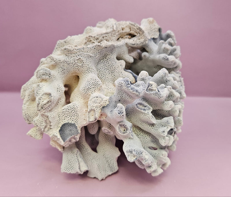 Vintage Blue Ridge Coral - 7.75"x5.5" Natural Coastal Décor Accent - coralLoving Coastal Living