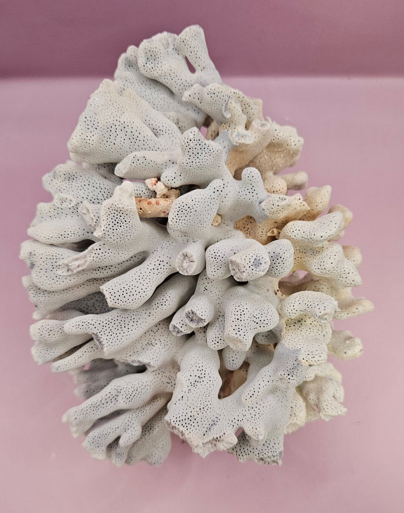 Vintage Blue Ridge Coral - 7.75"x5.5" Natural Coastal Décor Accent - coralLoving Coastal Living