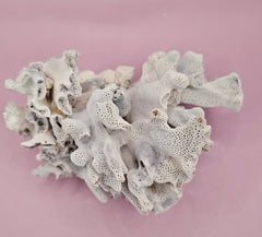 Vintage Blue Ridge Coral Specimen - Natural Decorative Piece (6.5x4.5x4.5
