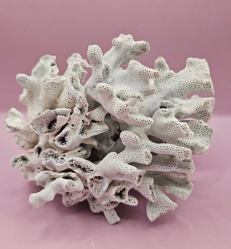 Vintage Blue Ridge Coral Specimen - Natural Decorative Piece (6.5x4.5x4.5") - CoralTideline