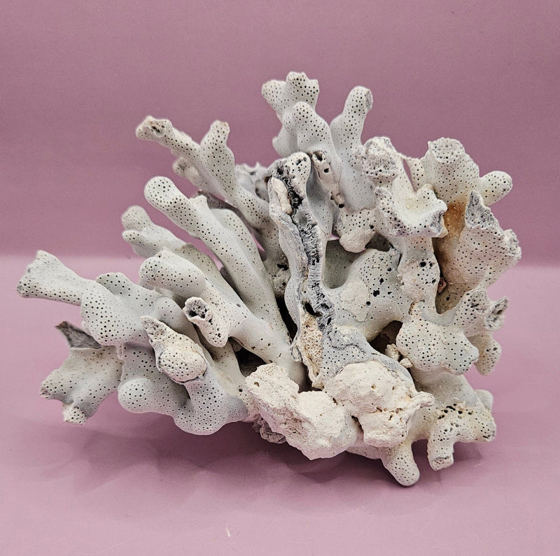 Vintage Blue Ridge Coral Specimen - Natural Decorative Piece (6.5x4.5x4.5") - CoralTideline