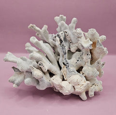 Vintage Blue Ridge Coral Specimen - Natural Decorative Piece (6.5x4.5x4.5