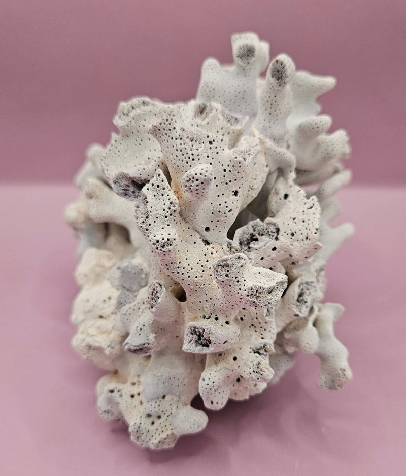 Vintage Blue Ridge Coral Specimen - Natural Decorative Piece (6.5x4.5x4.5") - CoralTideline